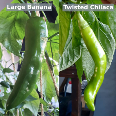 Hybrid Pepper