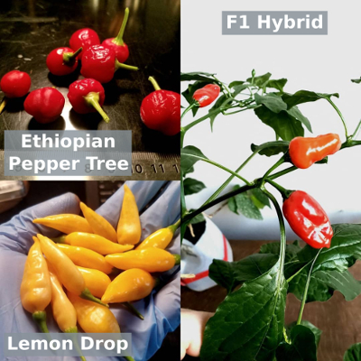 Hybrid Pepper